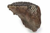 Fossil Woolly Mammoth Upper M Molar - Poland #357017-2